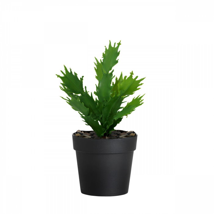 Aberto Design Maceta Decorativa Negro y Verde Aberto Design Maceta Decorativa Negro y Verde